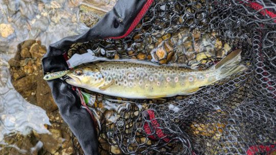 Une de plus qui n'aura pas mis longtemps &agrave; succomber au Power Tail, coloris fario.