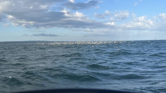 Une chasse d'oiseaux de cette ampleur ne passe pas inaper&ccedil;ue. &Agrave; coup s&ucirc;r, une forte activit&eacute; s'anime sous la surface.