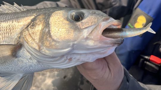 Les d&eacute;rives s'encha&icirc;nent, mais la taille reste moyenne. Il va falloir changer de strat&eacute;gie pour tenter de capturer des poissons de plus belle taille.