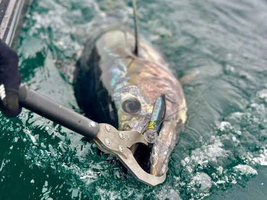 Les hame&ccedil;ons simples pr&eacute;sentent l'avantage majeur de faciliter le d&eacute;crochage du poisson et sa remise &agrave; l'eau dans de bonnes conditions.
