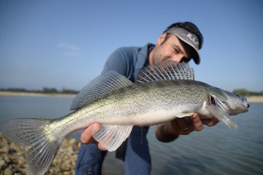 Le grand angle d&eacute;forme l'image et met en avant le poisson