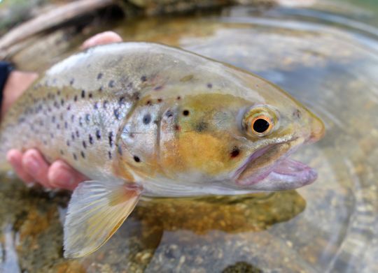 Le fisheye est destin&eacute; &agrave; des images artistiques ou des utilisations bien pr&eacute;cises