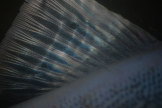 L'objectif macro permet de saisir des d&eacute;tails minuscules