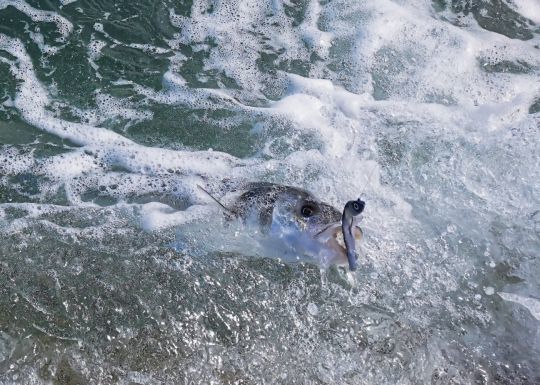Chaque spot de p&ecirc;che est diff&eacute;rent et le moment de mar&eacute;e durant lequel celui-ci est p&ecirc;chant varie. Pour le conna&icirc;tre, il sera bon d'y revenir &agrave; diff&eacute;rents moments.