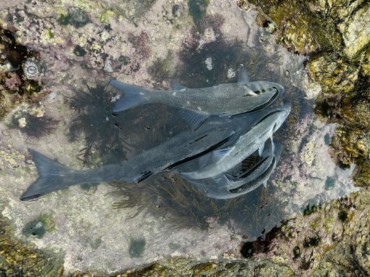 Je dois admettre que j'ai souvent r&eacute;alis&eacute; mes plus belles sorties sur la mar&eacute;e descendante, mais cela d&eacute;pend souvent de la configuration du spot de p&ecirc;che.