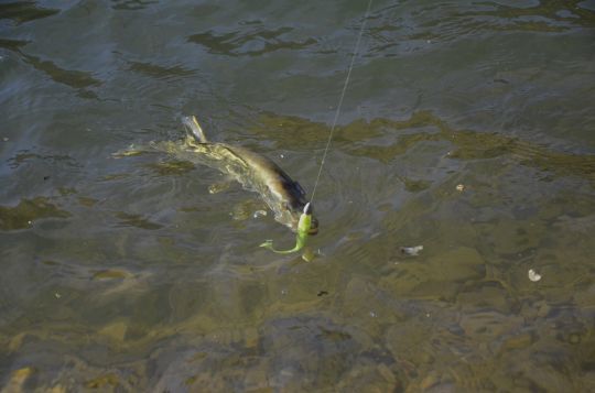 Le plaisir de prendre son premier poisson.