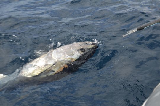 Le thon, un poisson &agrave; sang chaud.