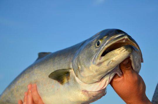 Le tassergal, un poisson aux dents acérées.