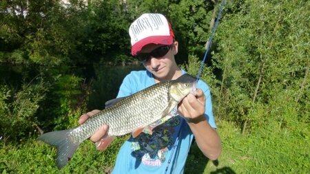 Le chevesne, une esp&egrave;ce &agrave; p&ecirc;cher au pain.