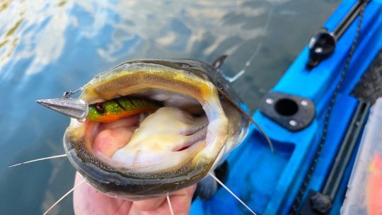 P&ecirc;cher le silure au leurre souple.