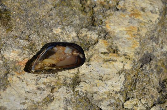 P&ecirc;cher &agrave; la moule.