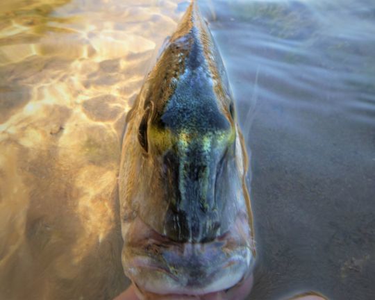 La dorade royale, une des esp&egrave;ces &agrave; p&ecirc;cher &agrave; la moule.