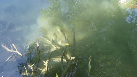 Des poissons qui se d&eacute;placent.