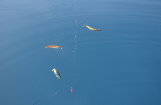Pêcher de nombreux petits poissons de roche.