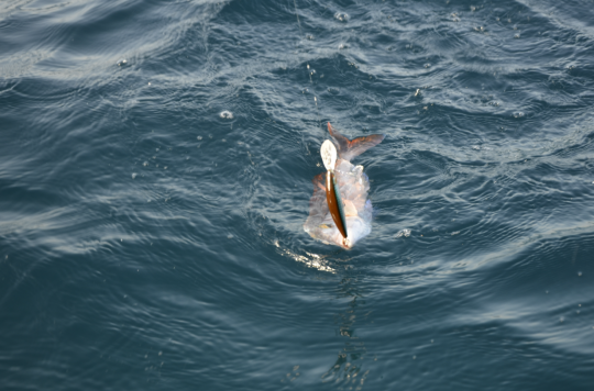 De nombreuses esp&egrave;ces &agrave; p&ecirc;cher aux leurres en mer.