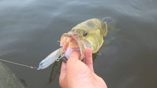 Un stickbait de surface pour p&ecirc;cher en mer ou en eau douce.
