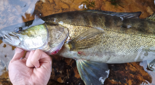 De jolis sandres &agrave; p&ecirc;cher au Portugal.