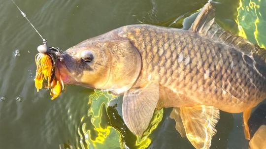 De nombreuses carpes sur la p&eacute;ninsule ib&eacute;rique.