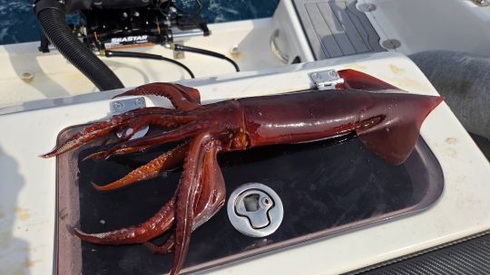 Une canne idéale pour pêcher les grandes profondeurs.