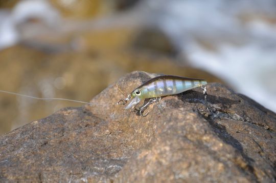 De petits poissons nageurs.