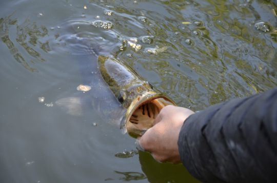Un refuge pour les black-bass.