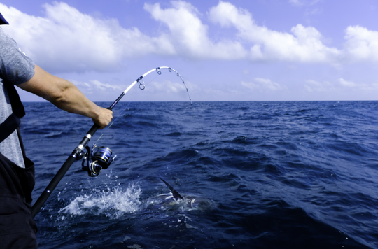 P&ecirc;cher au large des poissons imposants.