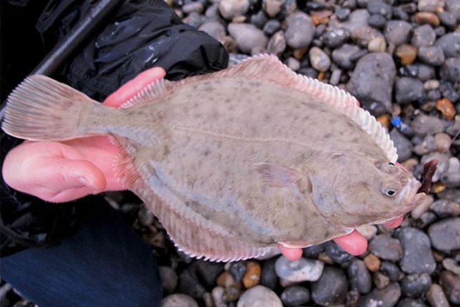 Lire l'article Un flet pris en surfcasting