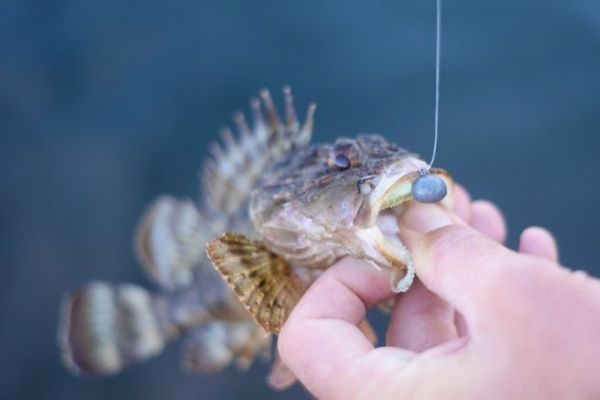 Bien choisir sa tte plombe pour s'adapter aux poissons recherchs