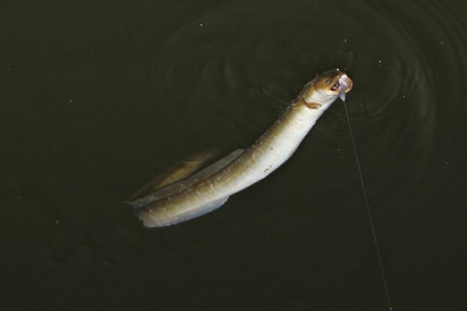 Anguille prise  l'aube en canal