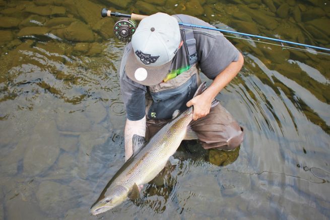 Le saumon atlantique, une espèce mythique pour beaucoup de pécheurs !