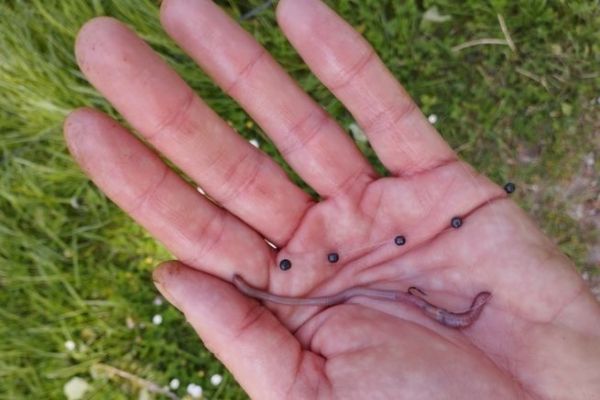 La pche au ver de terre dans la littrature halieutique