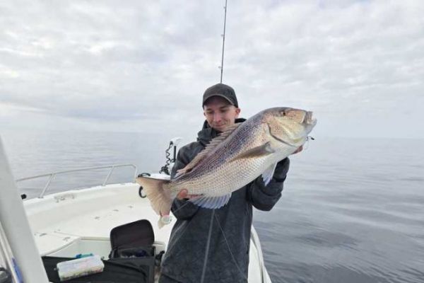 Fireball fishing with squid, in search of predators
