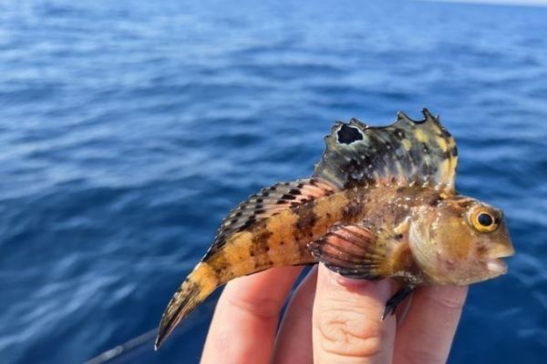 Ocellated or butterfly blennies, an easily identifiable species