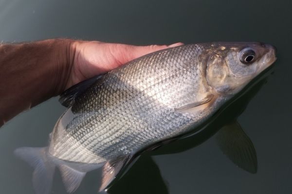 Discover whitefish fishing, an exciting and unusual sport