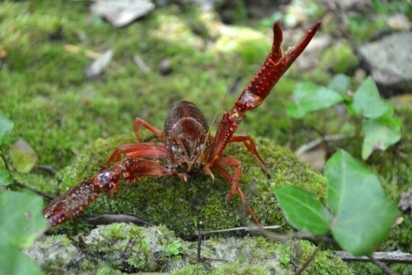Carnassiers et crevisse