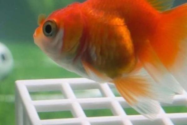 Un poisson rouge prédit les vainqueurs des matchs de la Coupe du monde