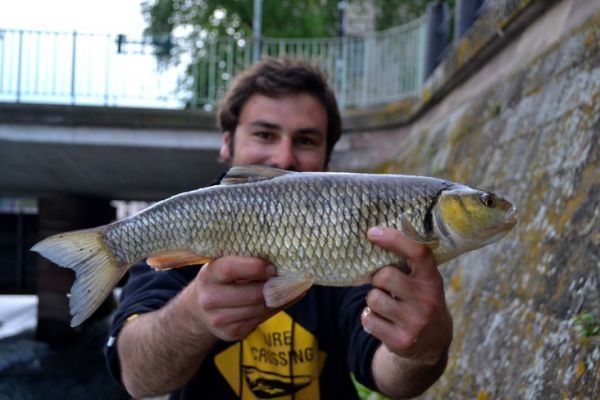 La pche du chevaine en t