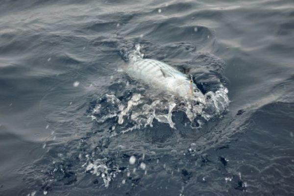 Poisson plagique