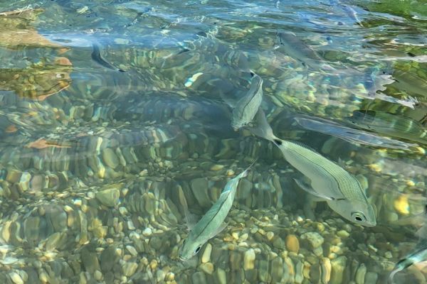 Banc de poissons perturbés ?
