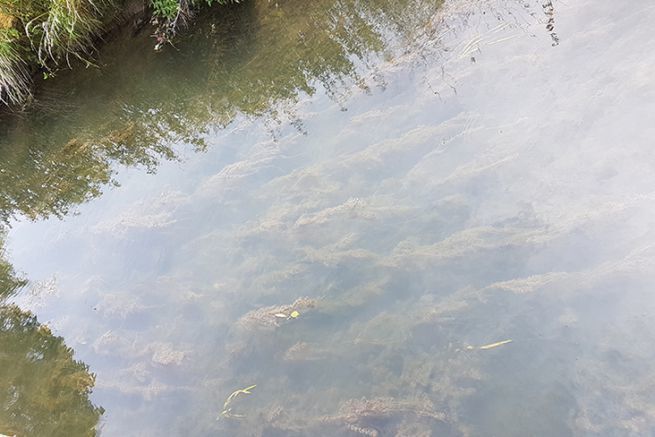 Cours d'eau envahi par le myriophylle