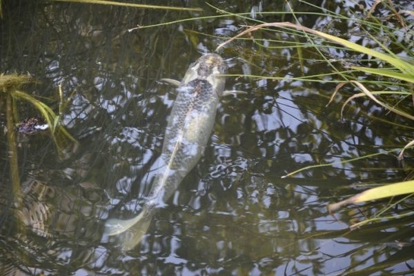 Des carpes de plus en plus recherchées...
