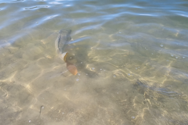 La maladie du sommeil des carpes