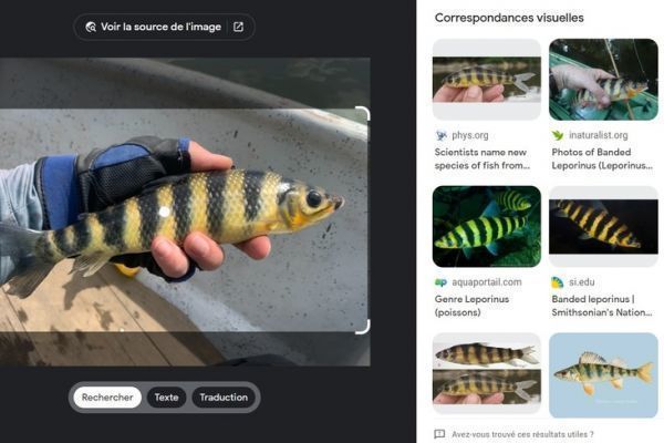 Grce  Google, j'ai trouv comment s'appelle ce poisson : le banded leporinus.