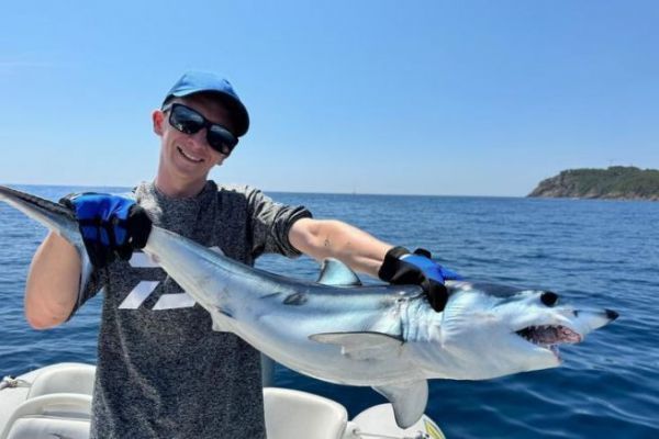 Requin mako