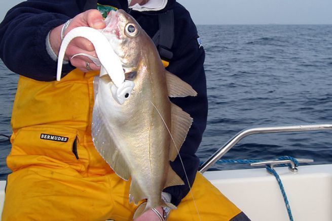 Tacaud pris en bateau au leurre souple