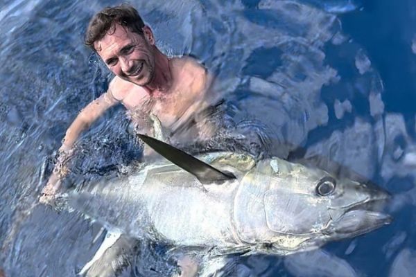 Atlantic bluefin tuna, a growing sea giant