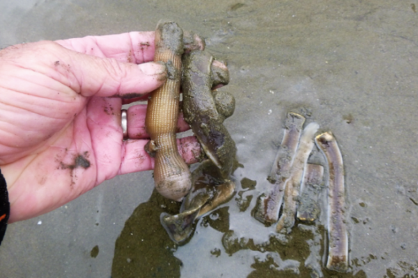 Harvest your worms during high tides, accessible bait