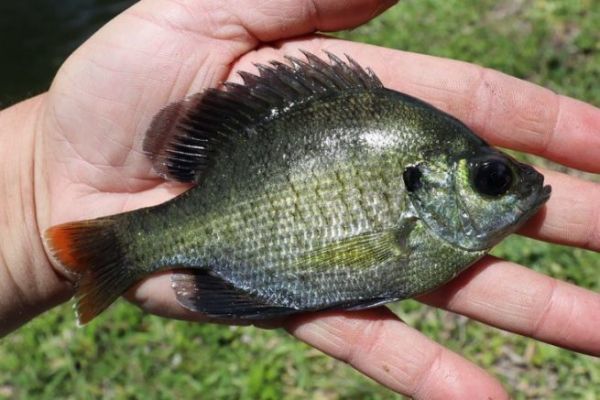 Florida: 4 essential lures for catching small fish