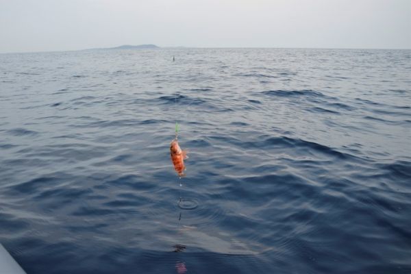 The pater noster rig for deep longline fishing