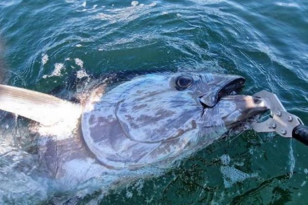 5 tips for a successful bluefin tuna season